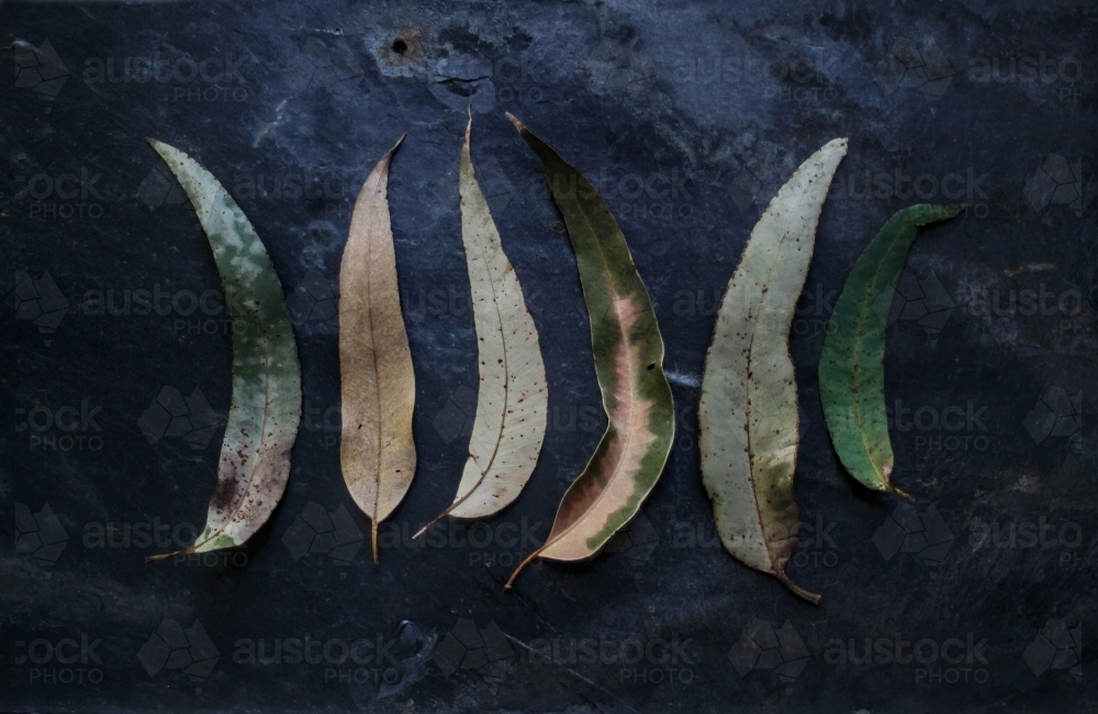Row of leaves on a black background - Australian Stock Image