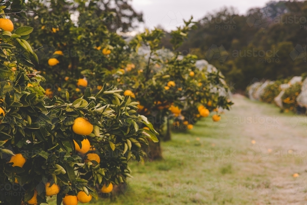Image of Row of orange citrus fruit trees on rural farm in morning ...