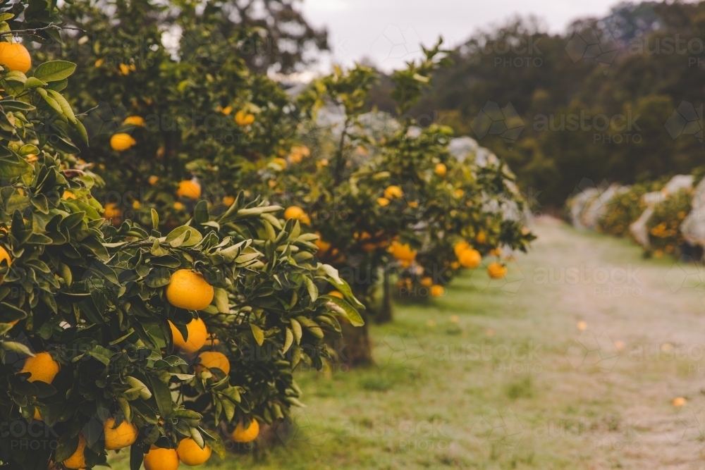 Row of orange citrus fruit trees on rural farm in morning frost - Australian Stock Image