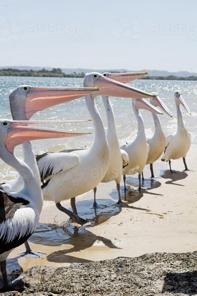 Row of pelicans at the boat ramp in Ballina - Australian Stock Image