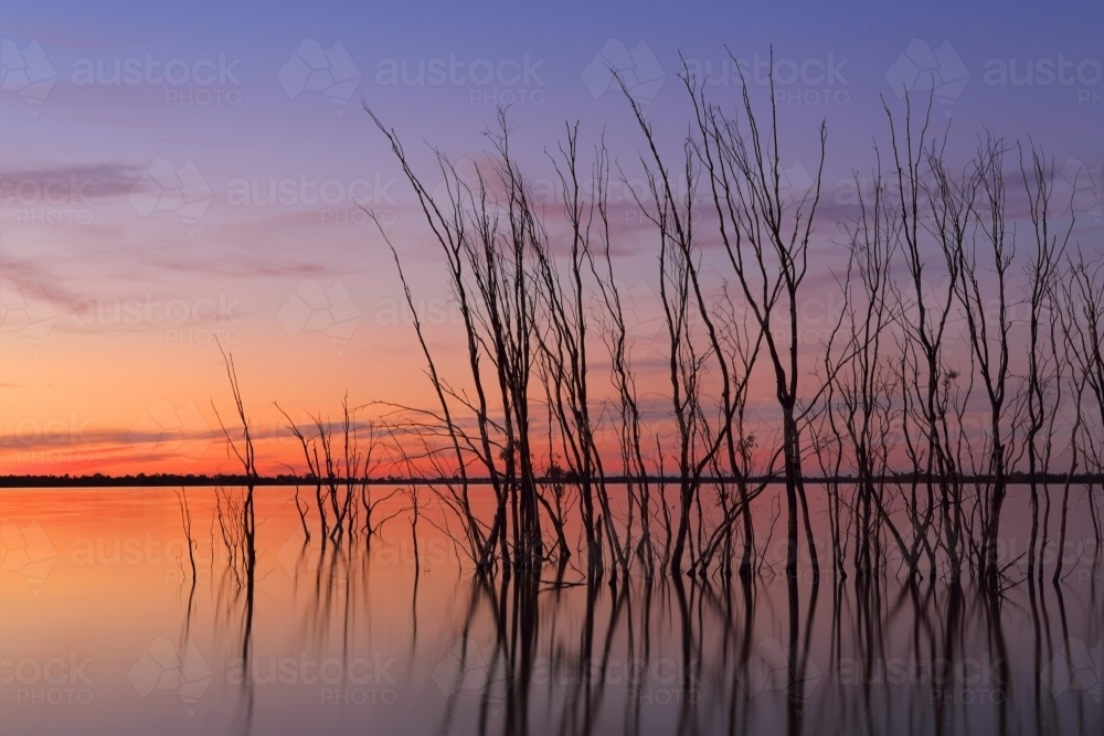 Row of silhouetted trees in the lake against a glowing Australian sunset sky - Australian Stock Image