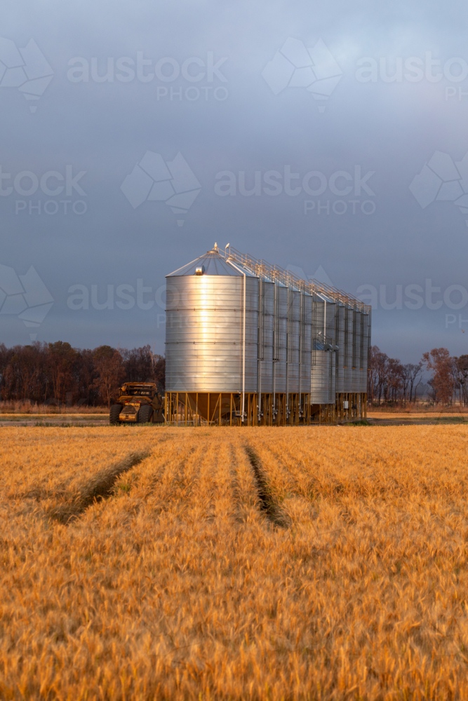 Row of silver grain silos in golden wheat field - Australian Stock Image