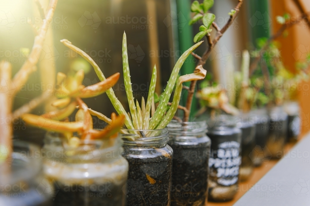 Row of succulents in jars - Australian Stock Image