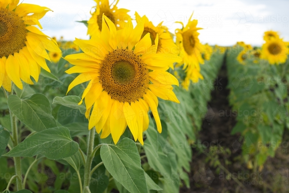 Row of sunflowers in a field - Australian Stock Image