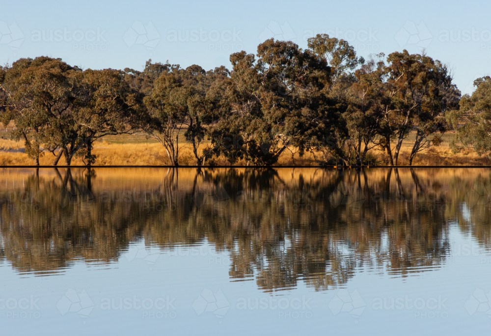 Row of trees reflected in the still water in the morning light - Australian Stock Image