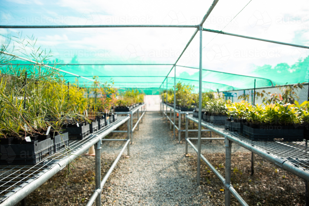 rows and rows of native Australian plants at a nursery - Australian Stock Image
