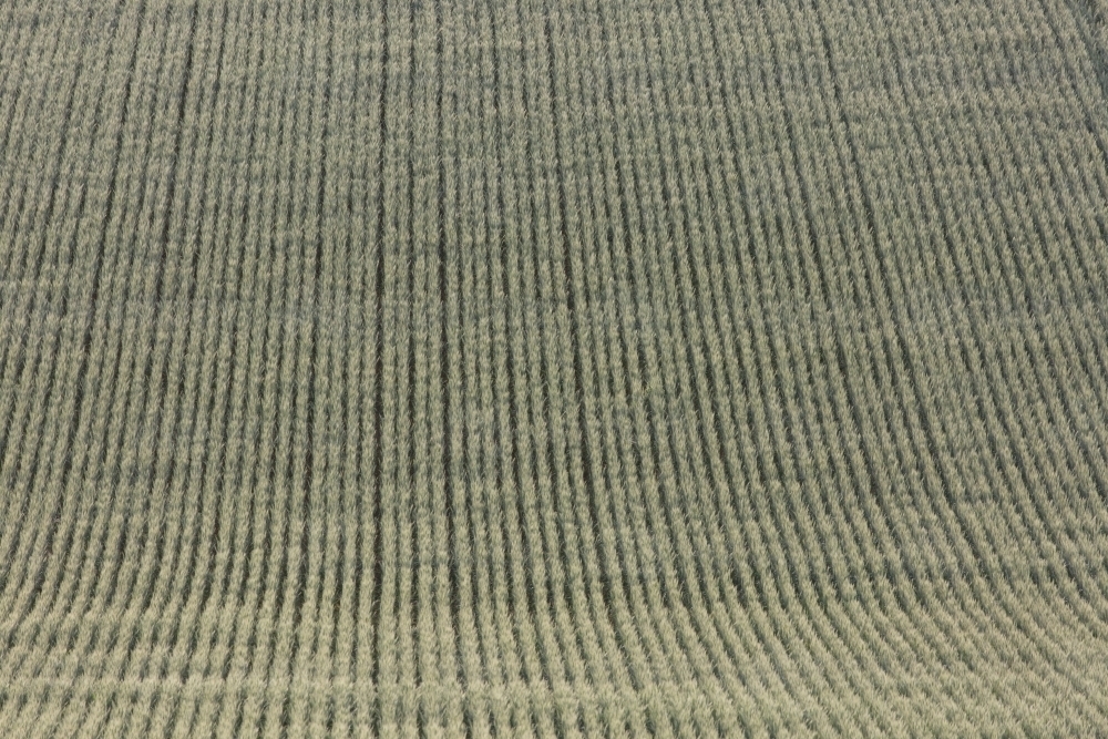 Rows/lines of backlit green heads of wheat in a paddock - Australian Stock Image