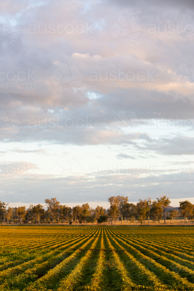 Rows of a peanut crop - Australian Stock Image