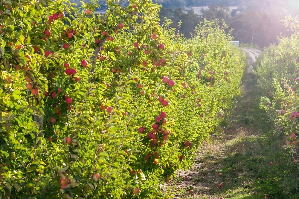 Rows of apple trees in an orchard - Australian Stock Image