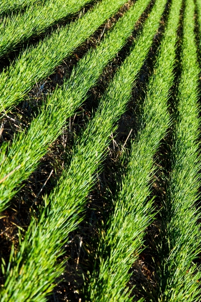 Image of Rows of barley plants - Austockphoto