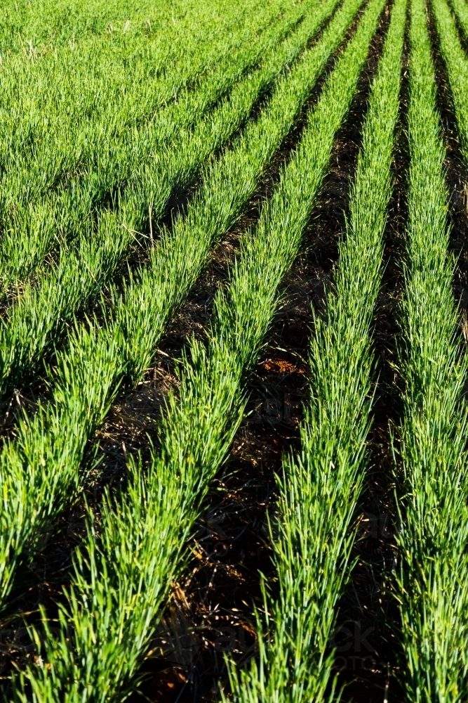 Image of Rows of barley plants - Austockphoto