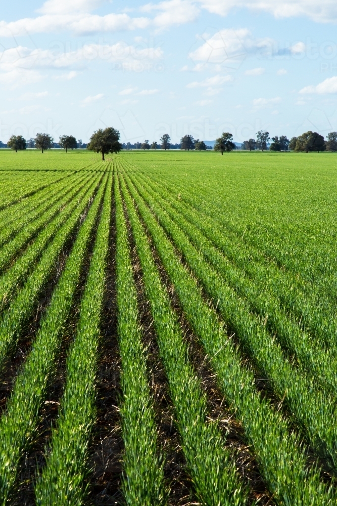 Rows of barley plants in a paddock - Australian Stock Image