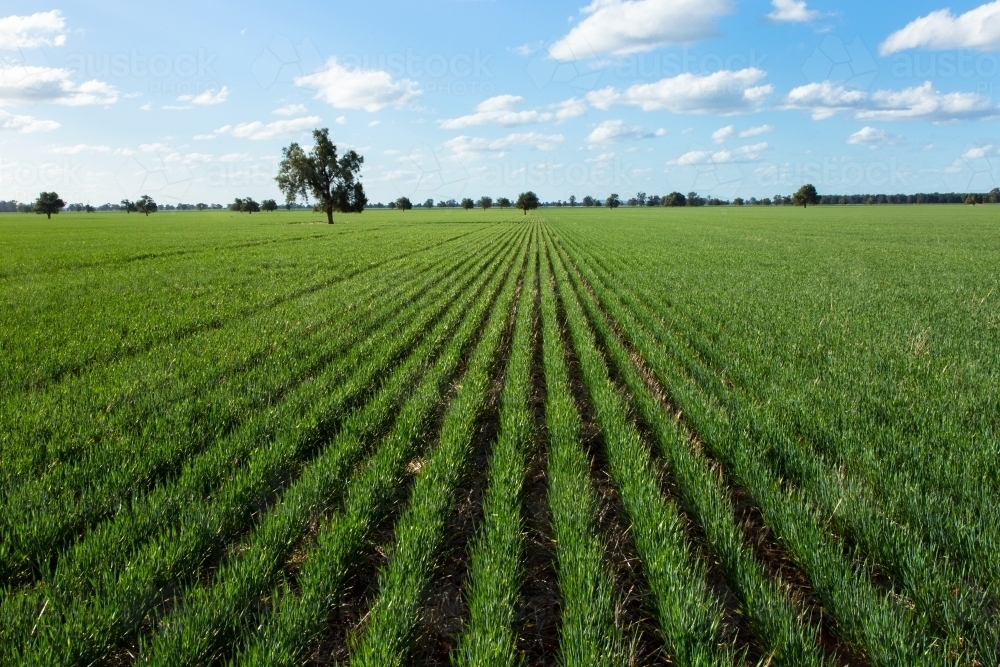 Image of Rows of barley plants into the horizon - Austockphoto