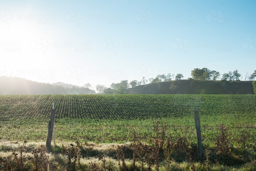 Rows of Chick Pea plants in a field - Australian Stock Image