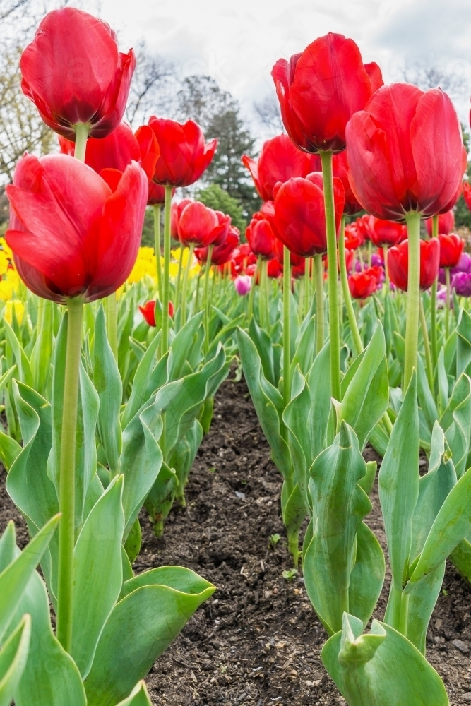 Rows of colourful tulips growing in garden - Australian Stock Image