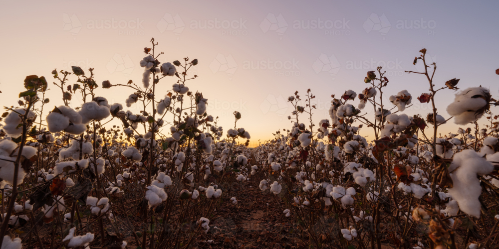 Rows of cotton on a farm at sunrise - Australian Stock Image