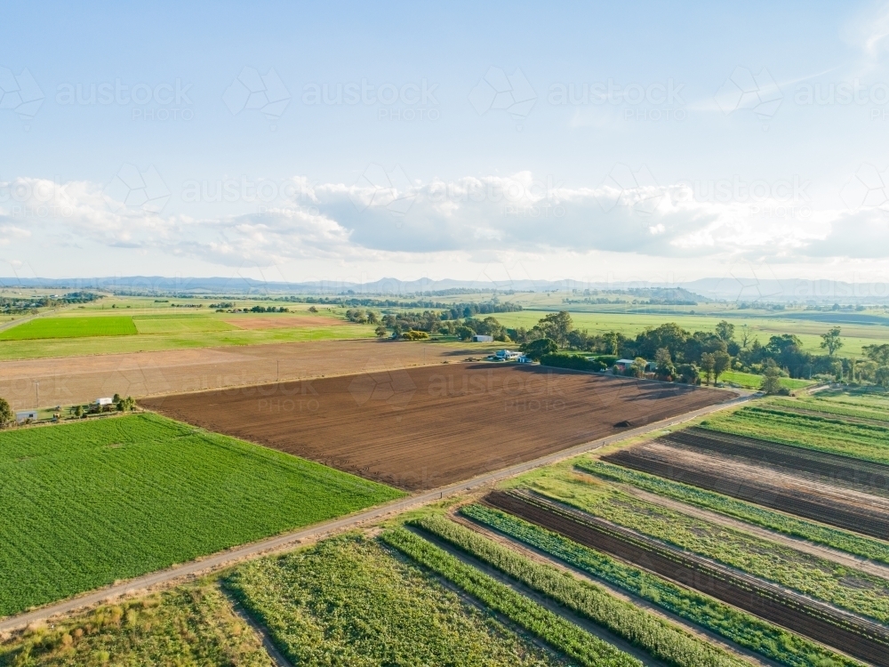 Rows of crops in farm paddock - Australian Stock Image