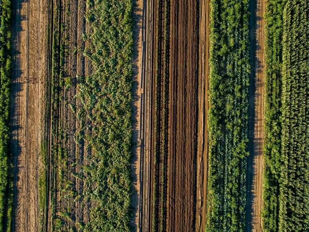 Rows of crops in farm paddock - Australian Stock Image