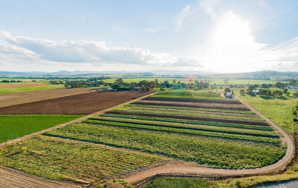 Rows of crops in farm paddock - Australian Stock Image