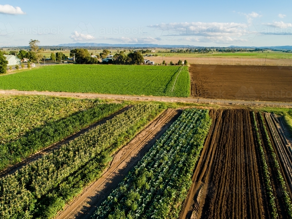 Rows of crops in farm paddock - Australian Stock Image