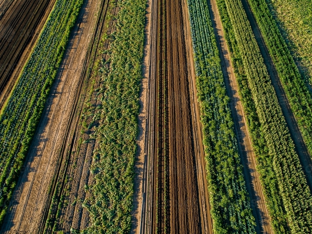 Rows of crops in farm paddock - Australian Stock Image