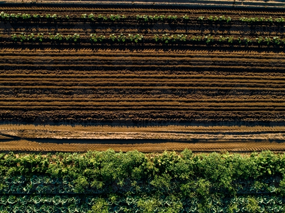 Image of Rows of crops in farm paddock - Austockphoto