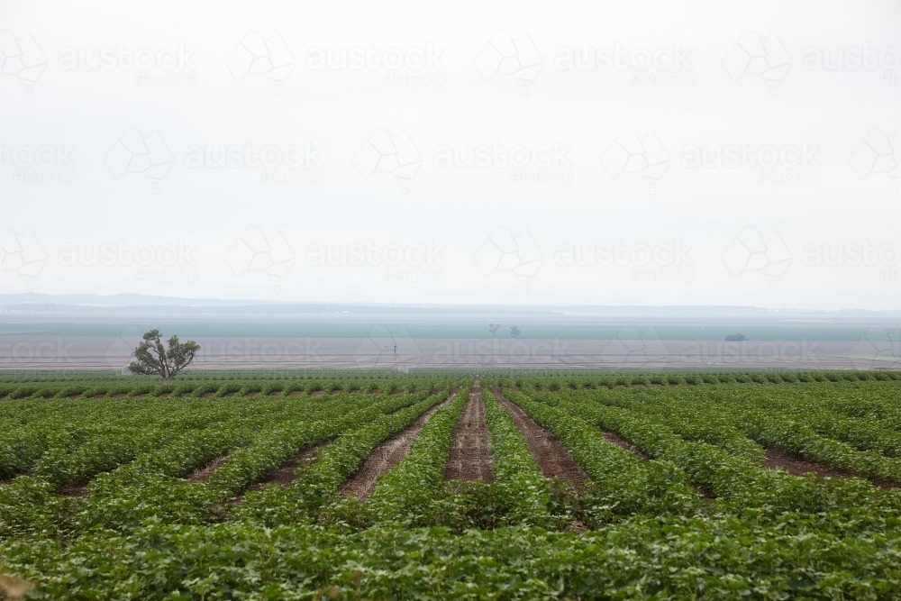 Rows of crops on farmland - Australian Stock Image