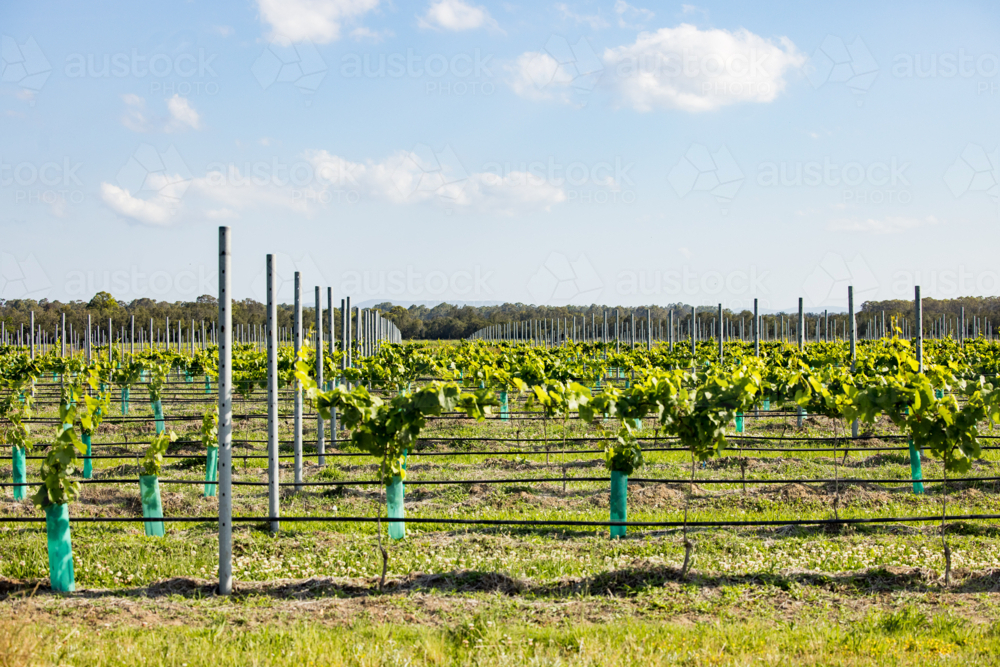 Rows of grape vines growing in Hunter Valley vineyard - Australian Stock Image