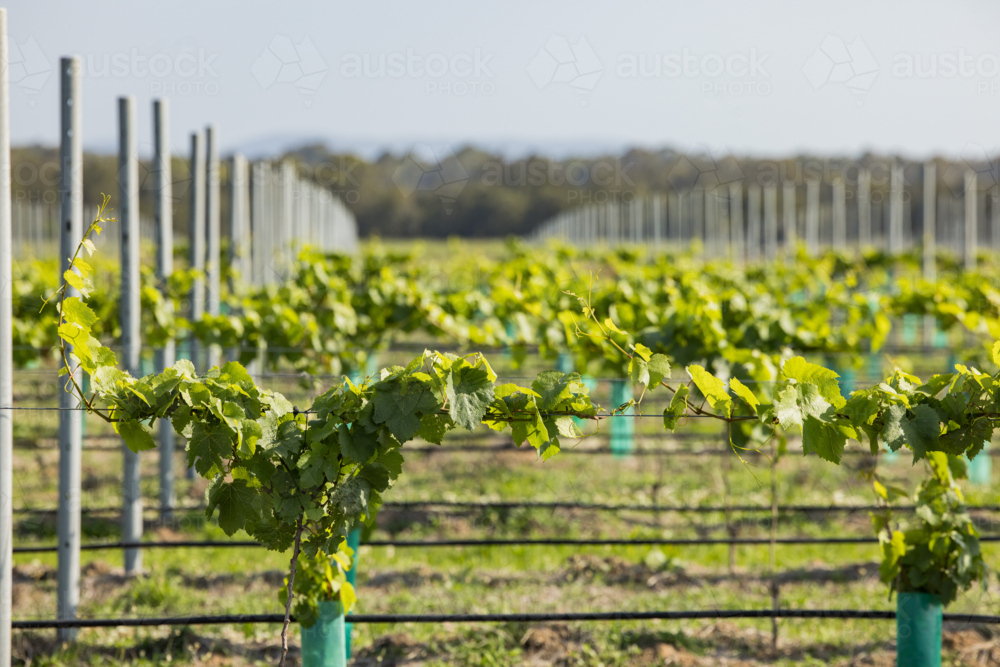 Image of Rows of grape vines growing in Hunter Valley vineyard ...