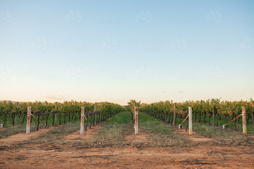 Image of Rows of grape vines growing in vineyard - Austockphoto