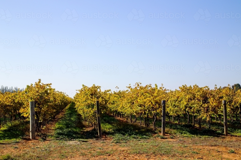 Rows of grape vines in autumn - Australian Stock Image