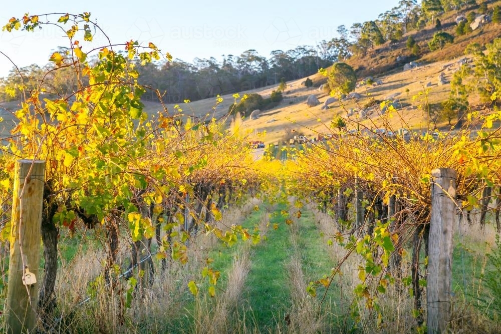 Rows of grape vines in autumn colours - Australian Stock Image