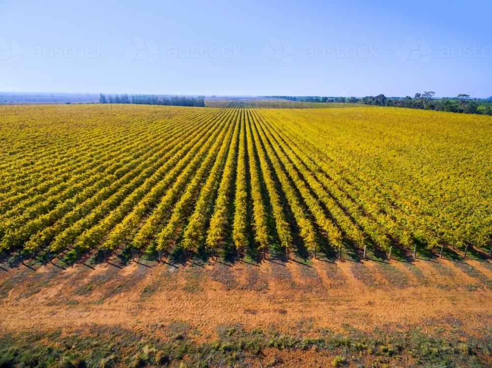 Rows of grape vines in autumn colours - Australian Stock Image