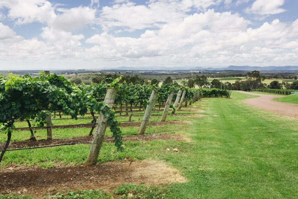 Rows of grape vines in the Hunter Valley - Australian Stock Image