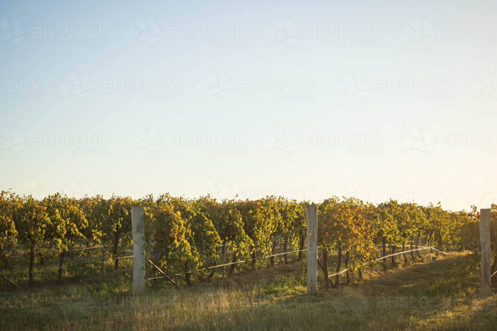 Image of Rows of grape vines in vineyard with leaves starting to change ...