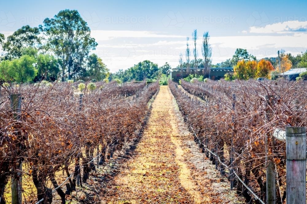 Rows of grapevines at vineyard - Australian Stock Image