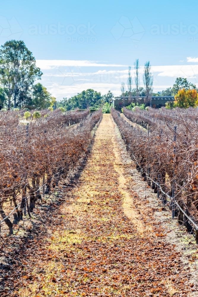 Rows of grapevines at vineyard - Australian Stock Image