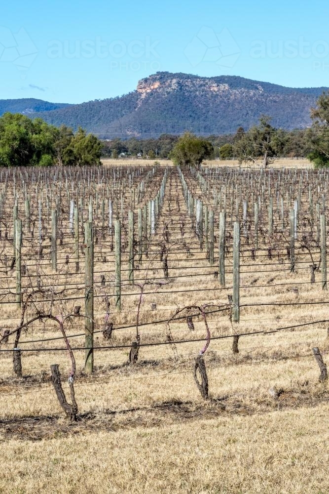 Rows of grapevines at vineyard - Australian Stock Image