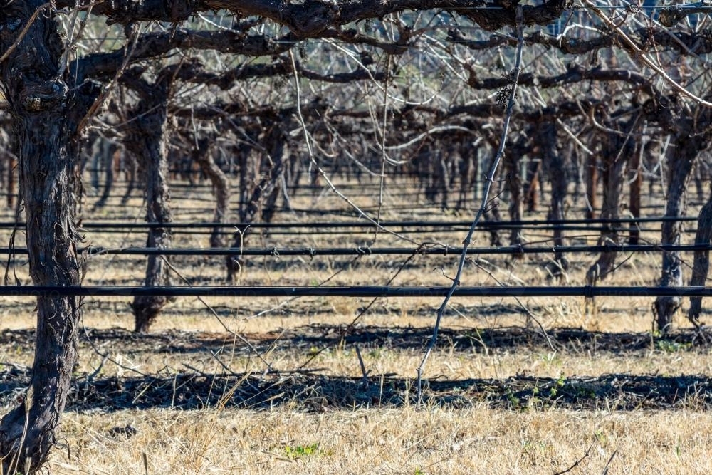 Rows of grapevines at vineyard - Australian Stock Image