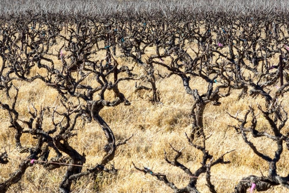 Rows of grapevines at vineyard - Australian Stock Image