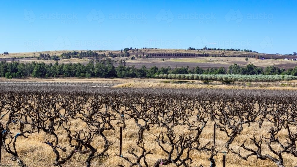 Rows of grapevines at vineyard - Australian Stock Image