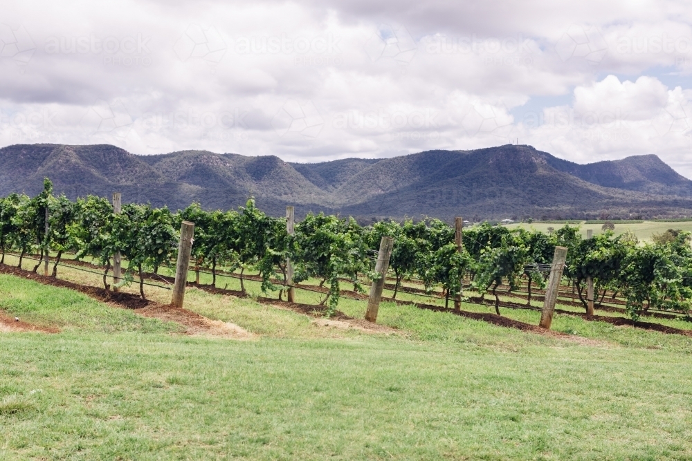 Rows of grapevines in the Hunter Valley with mountain backdrop - Australian Stock Image