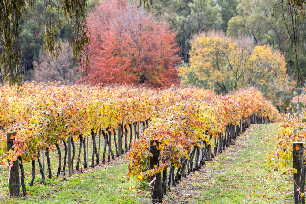Rows of grapevines with autumnal colours - Australian Stock Image