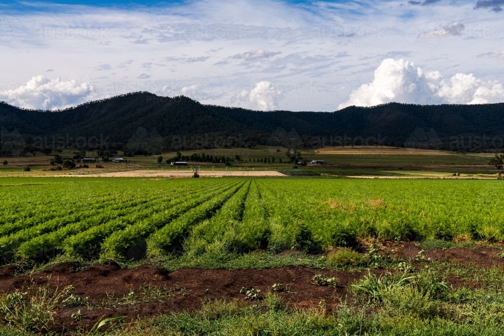 Rows of green crops leading to a mountain range and cloudy sky - Australian Stock Image