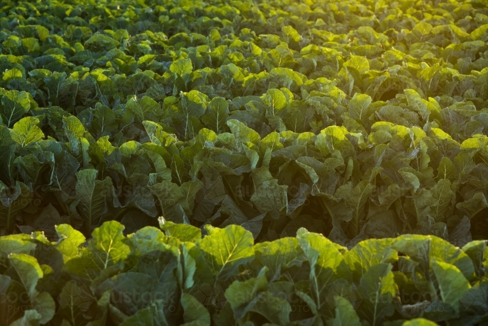 Rows of green leafy plants growing amongst a field in Gatton, Queensland - Australian Stock Image