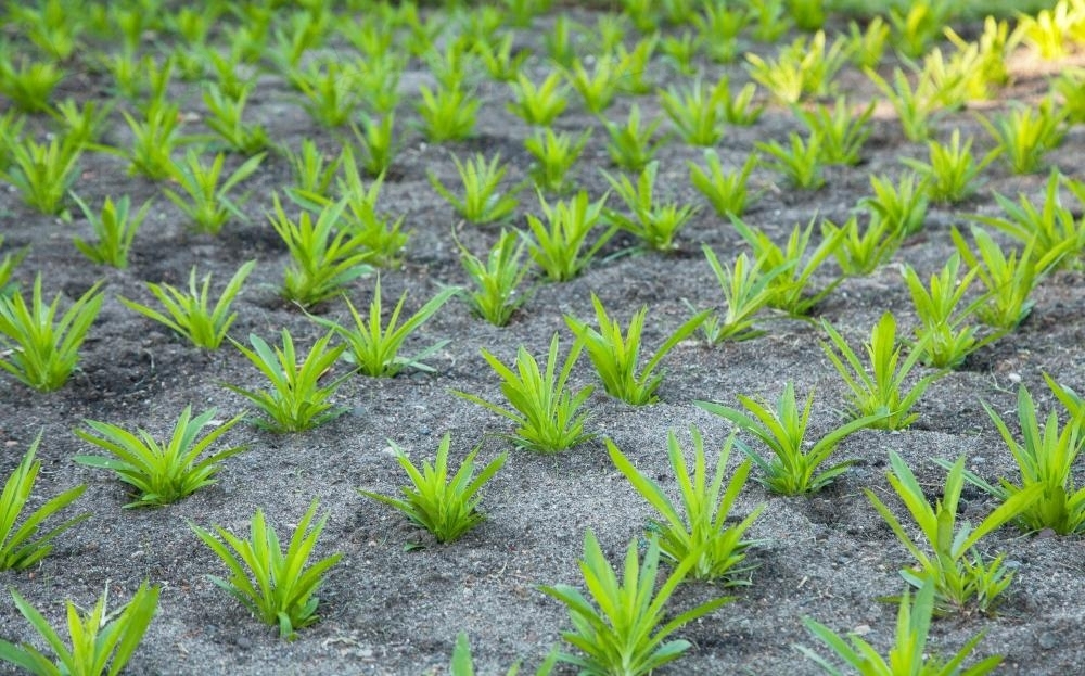 Image of Rows of identical plants in a garden - Austockphoto