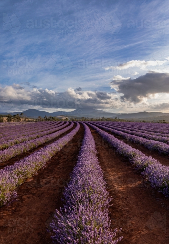 Rows of lavender growing in a field with blue sky, clouds & mountains in background - Australian Stock Image