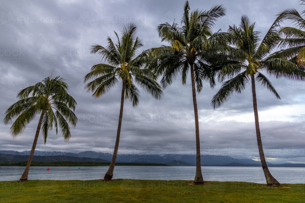 Rows of palm trees along coastline at dawn - Australian Stock Image