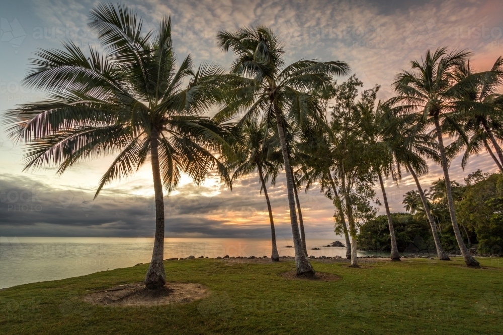 Rows of palm trees along coastline at dawn - Australian Stock Image