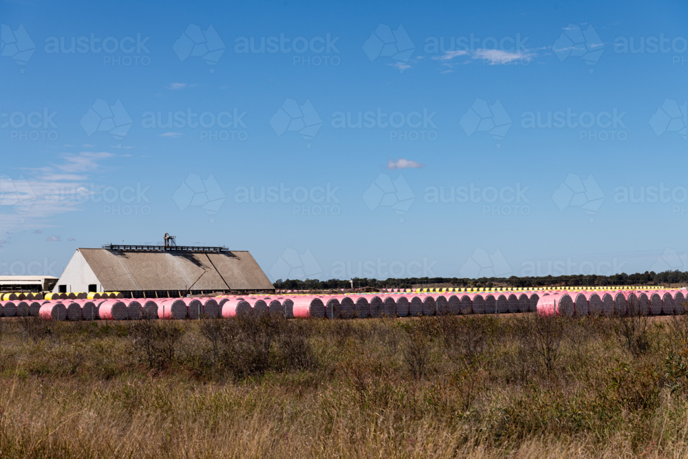 Rows of pink covered cotton bales and farm building with blue sky - Australian Stock Image